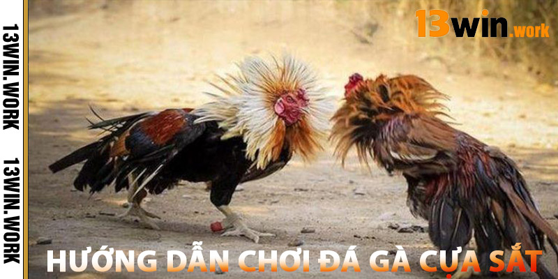 Đá Gà Cựa Sắt – Top Trường Gà Cựa Sắt Uy Tín Nhất 2025 2 Hướng Dẫn Chơi Đá Gà Cựa Sắt