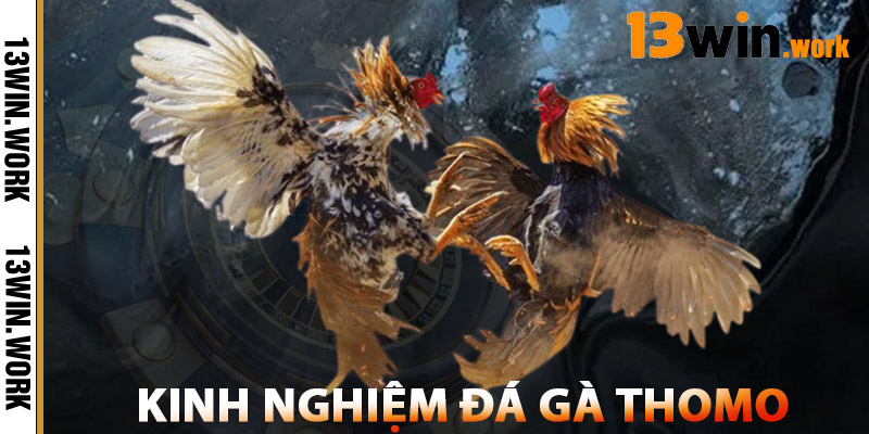 Đá Gà Thomo 13WIN – Trải Nghiệm Trường Gà Campuchia HD 2 Kinh Nghiệm Chơi Đá Gà Thomo 13WIN
